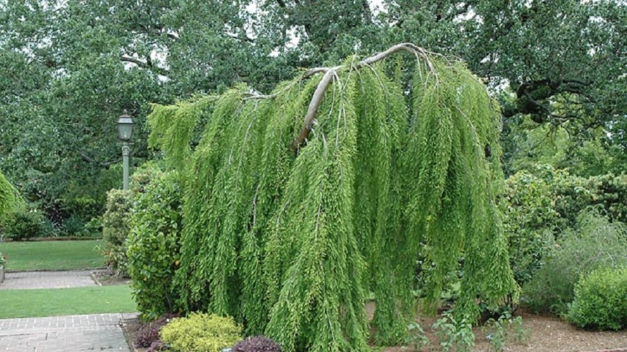 Лиственница японская Larix kaempferi