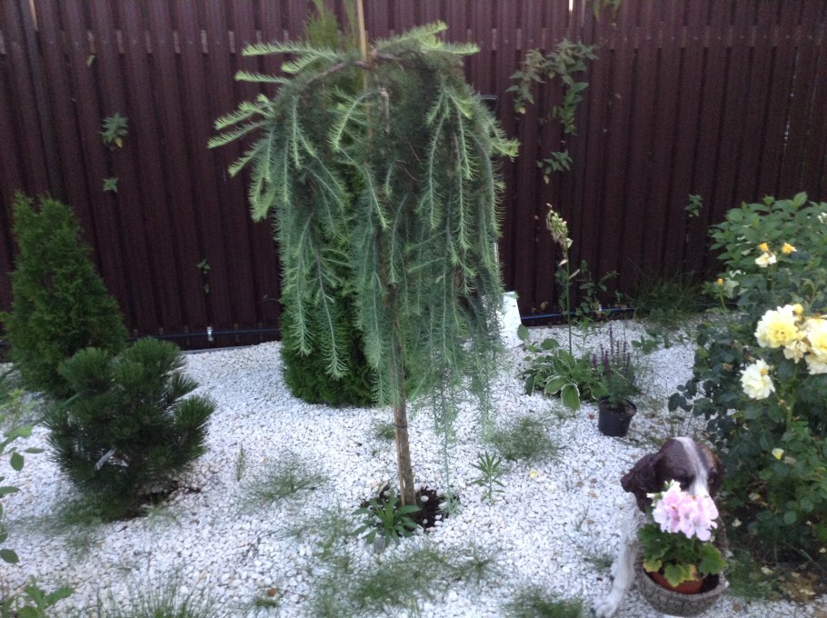 Лиственница европейская Пендула (Larix decidua pendula)