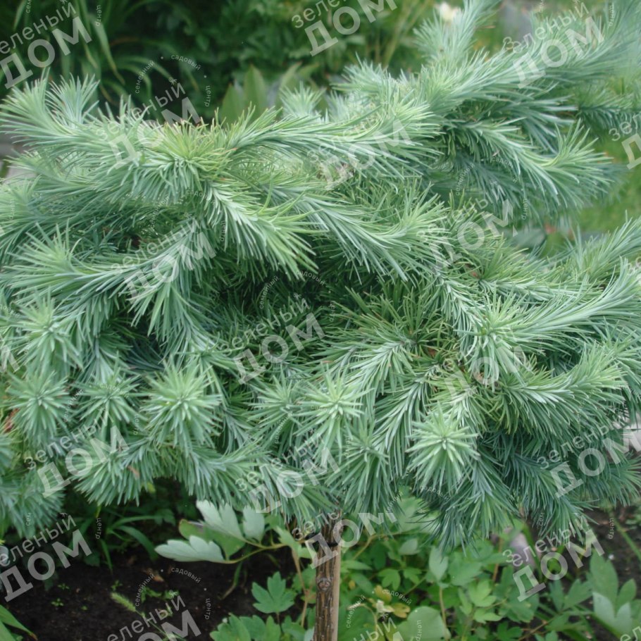 Лиственница Кемпфера Стиф Випер