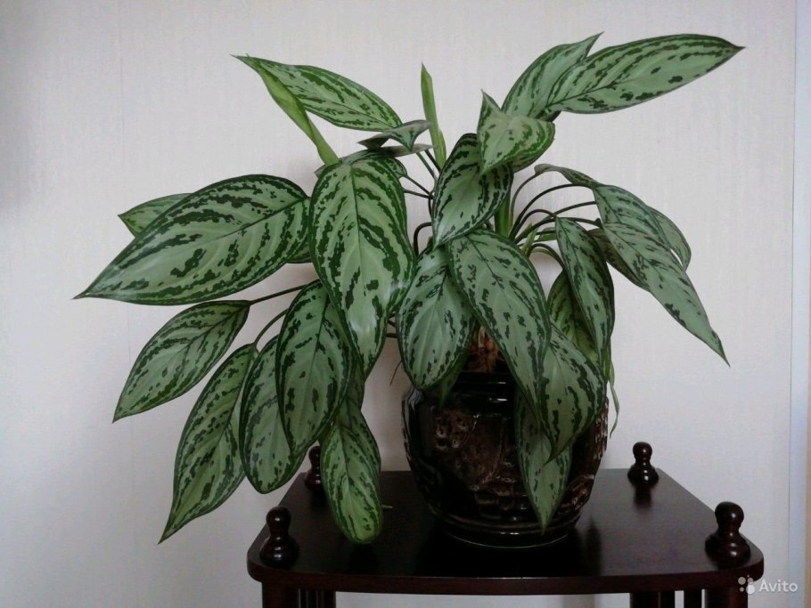 Аглаонема Модестум Сильвер