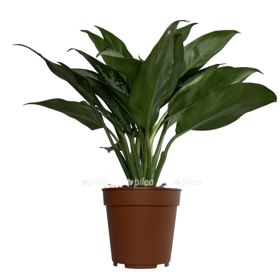 Аглаонема Бангкок Дрим