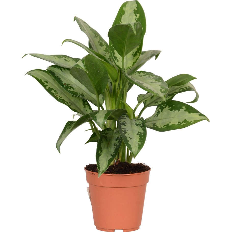 Аглаонема Джубили Петит