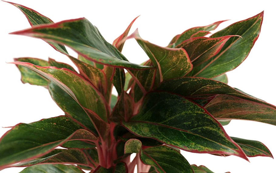 Аглаонема Росток в стакане