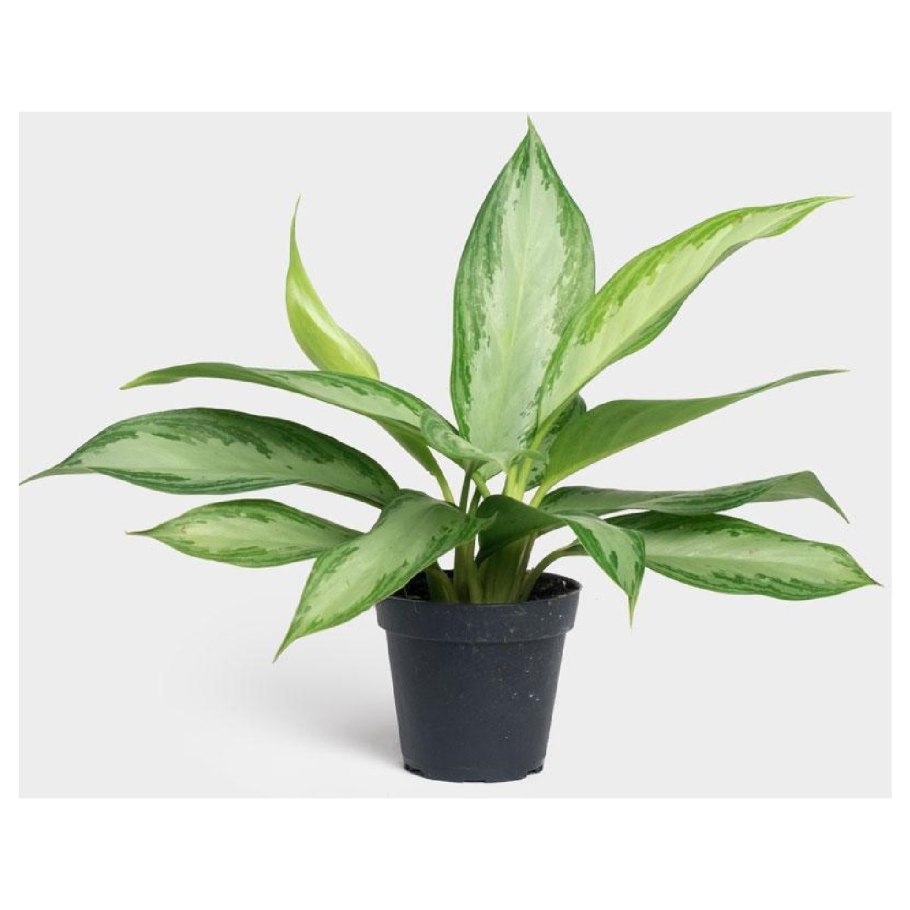 Аглаонема Сильвер Квин