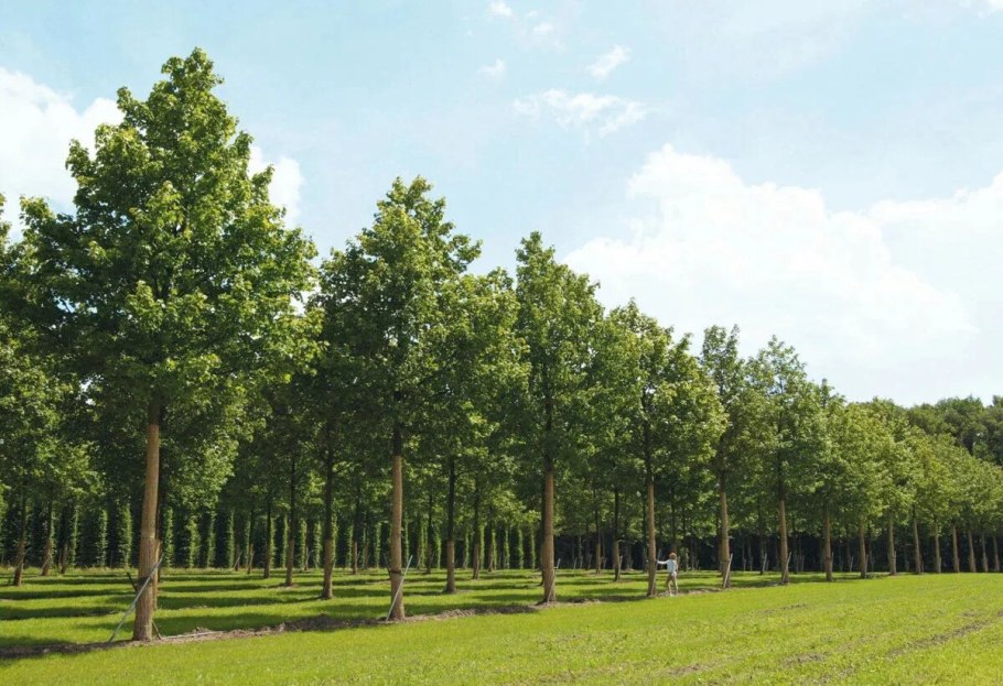 Клен австралийский Глобозум