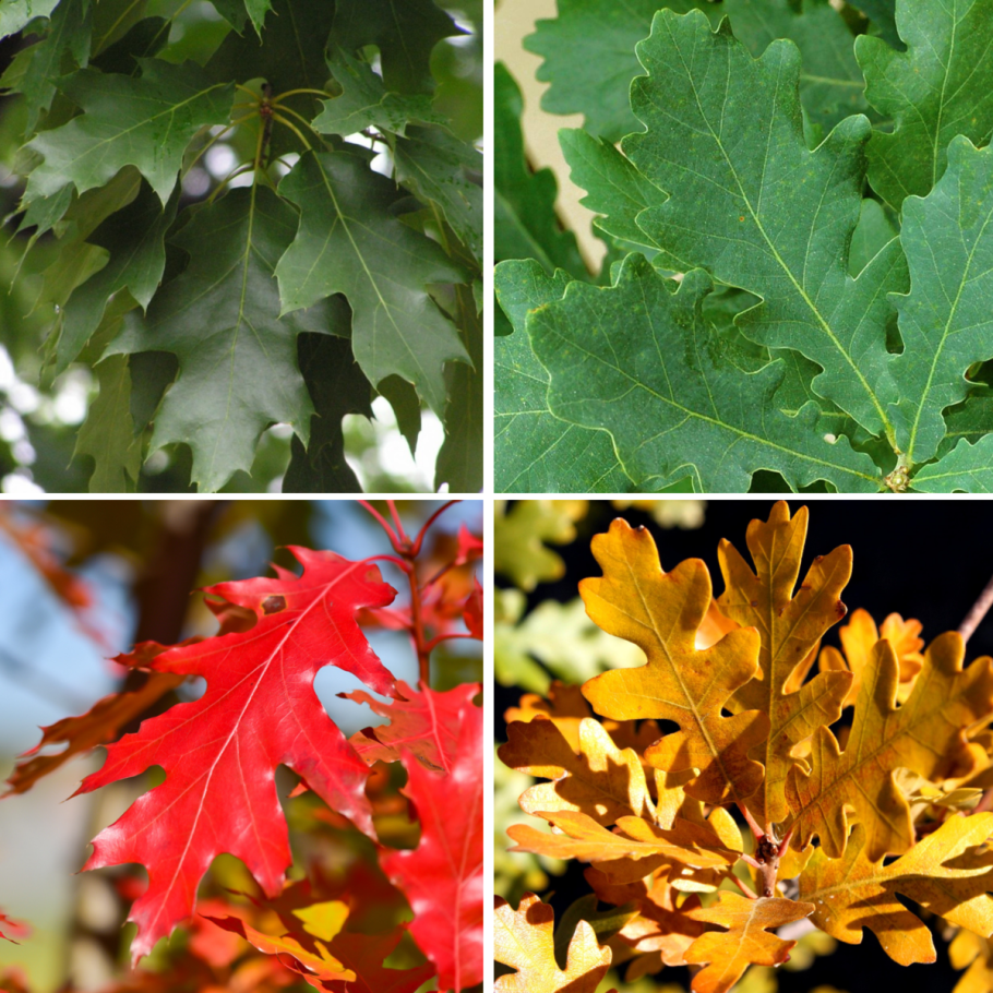 Липа мелколистная Tilia cordata