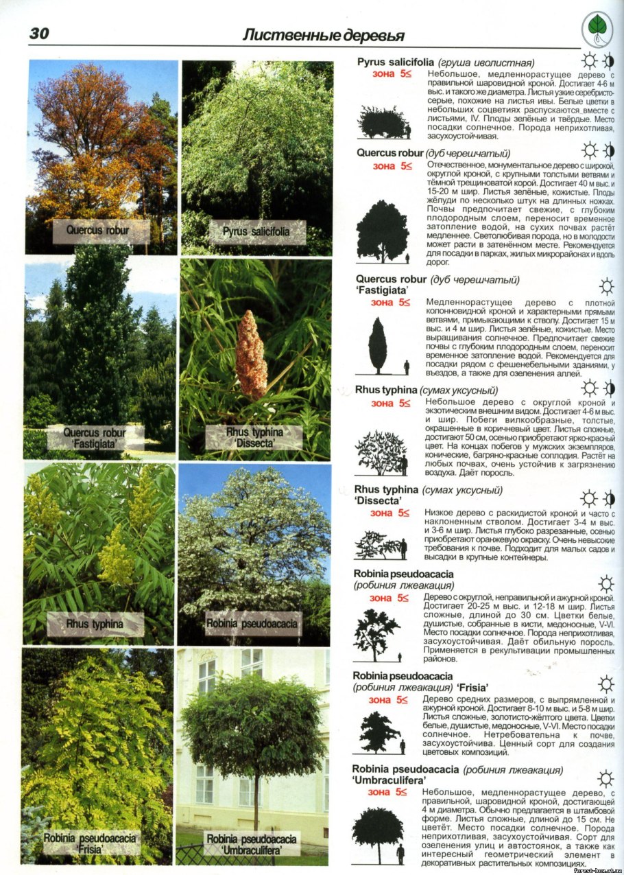 Диаметр дуб черешчатый