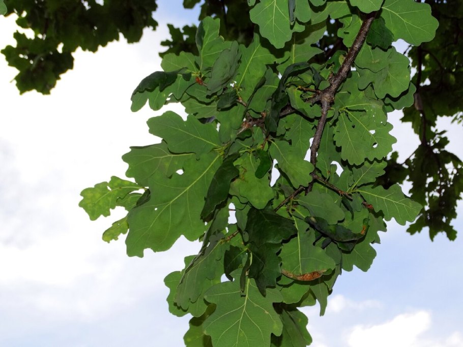 Дуб черешчатый (Quercus Robur)