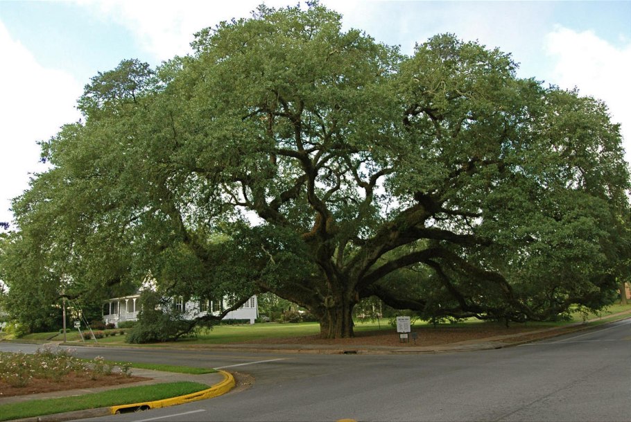 Платан в Самурском лесу