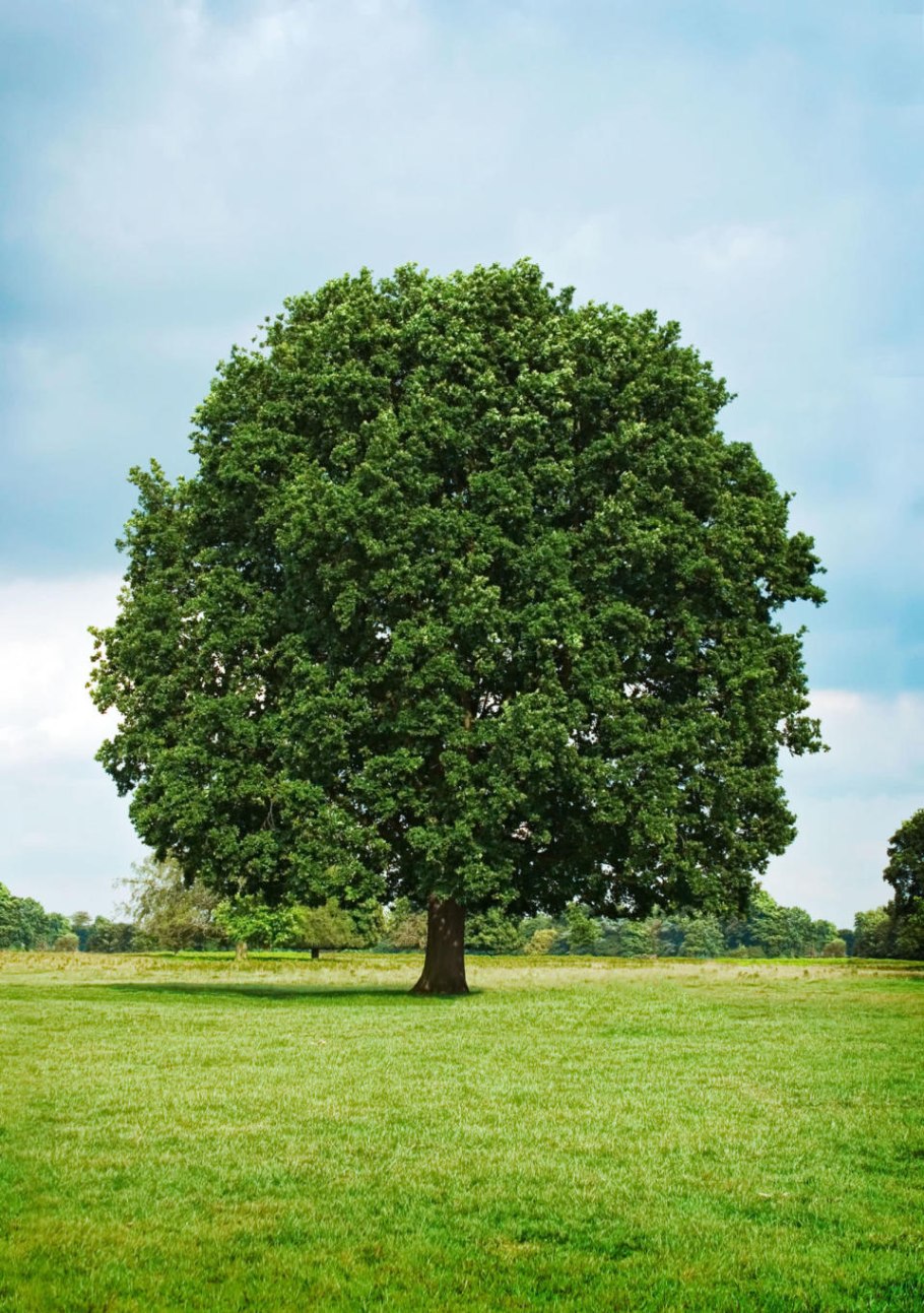 Дуб черешчатый крона