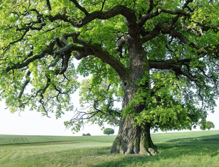 Quercus Alba – белый дуб
