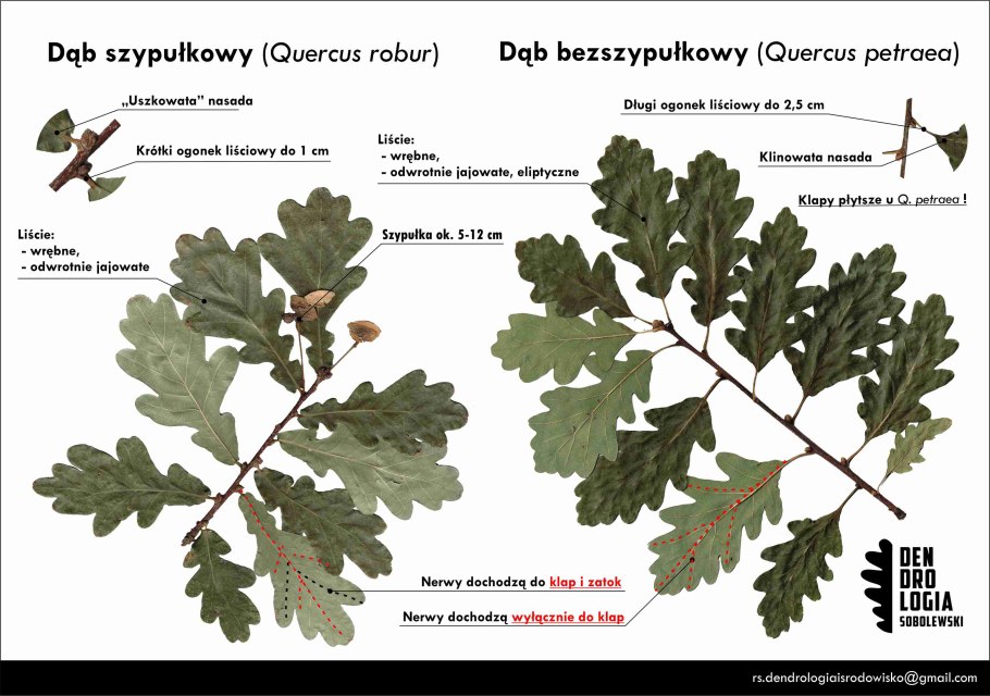 Quercus Robur рисунок