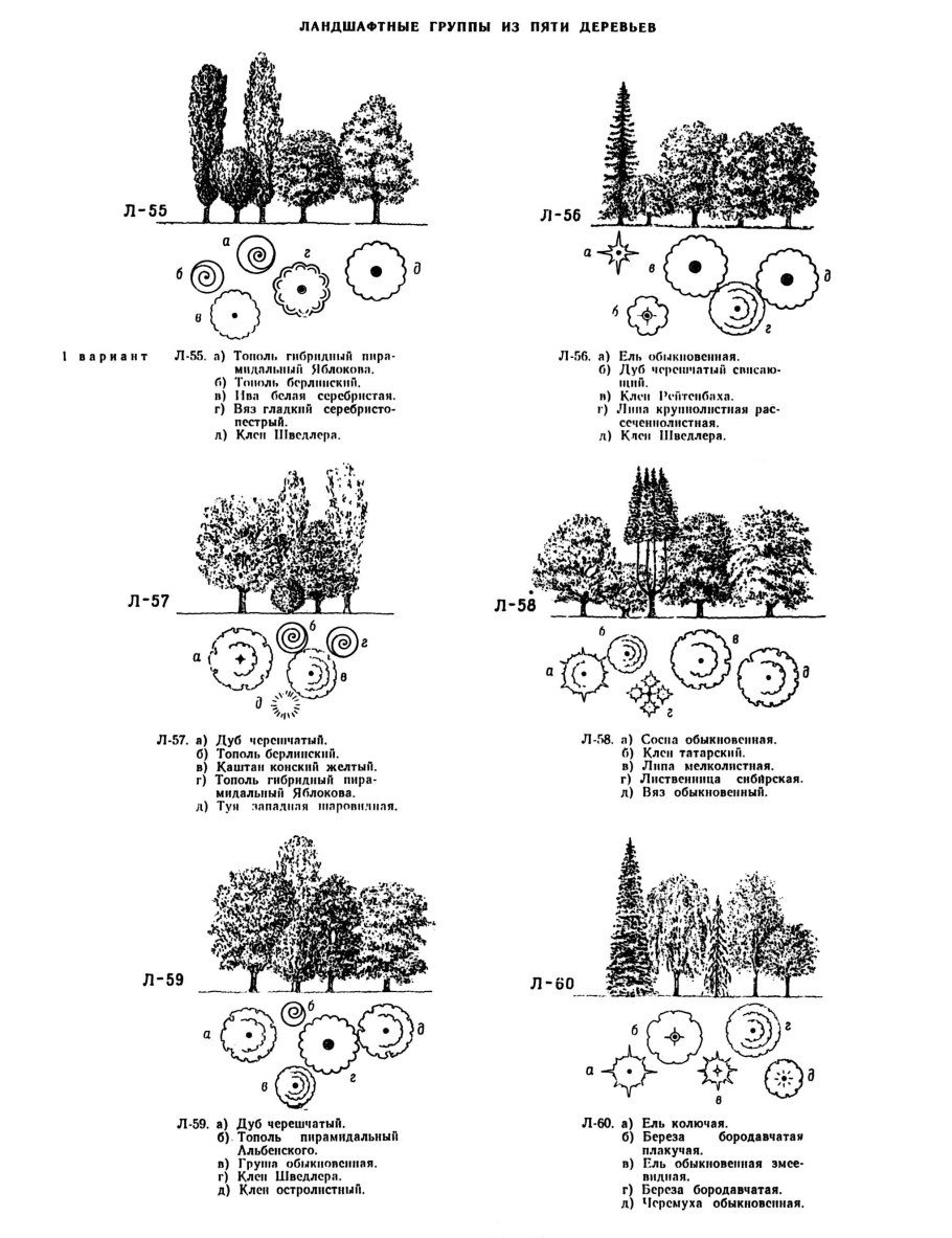 Дуб черешчатый (обыкновенный) - Quercus Robur