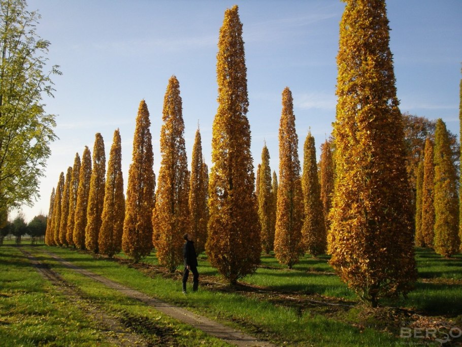 Дуб монгольский черешчатый