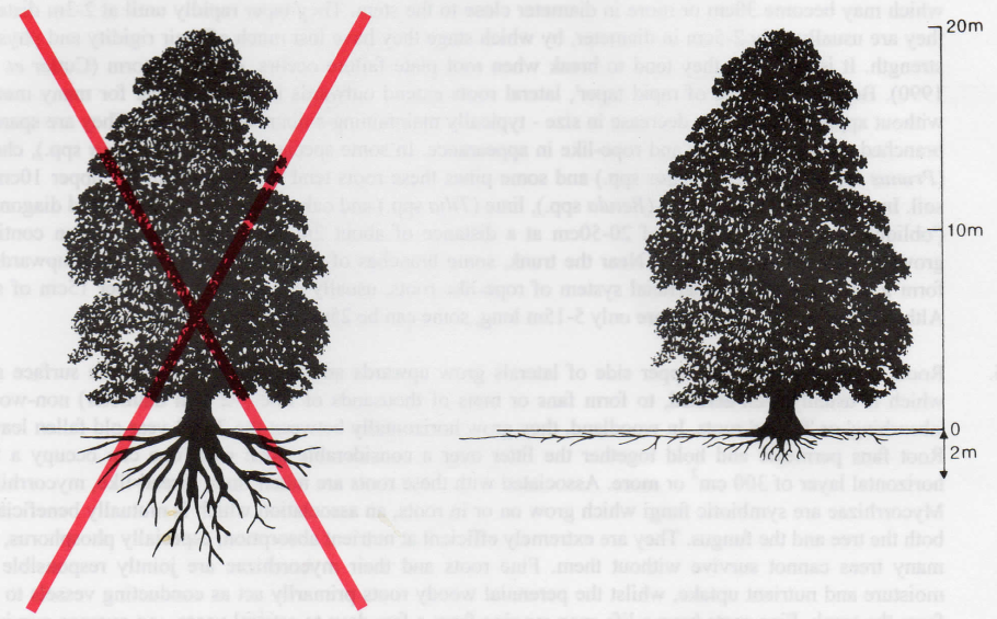 Липа крупнолистная Tilia platyphyllos