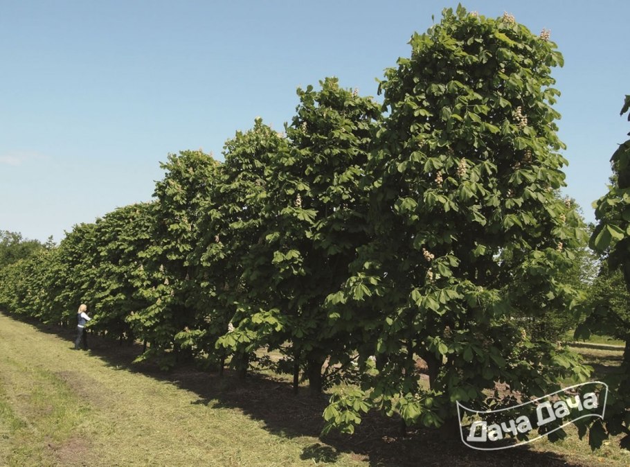 Дерево Утун Геншин