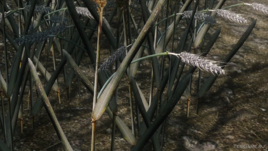 Скайрим моды пейзаж