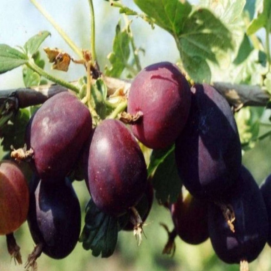 Крыжовник сорт Жанна