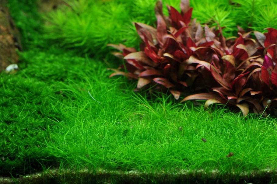 Элеохарис аквариумное растение