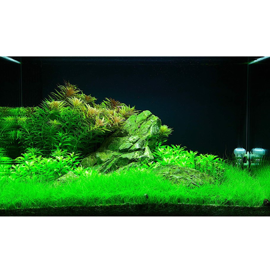 Элеохарис парвула на суше