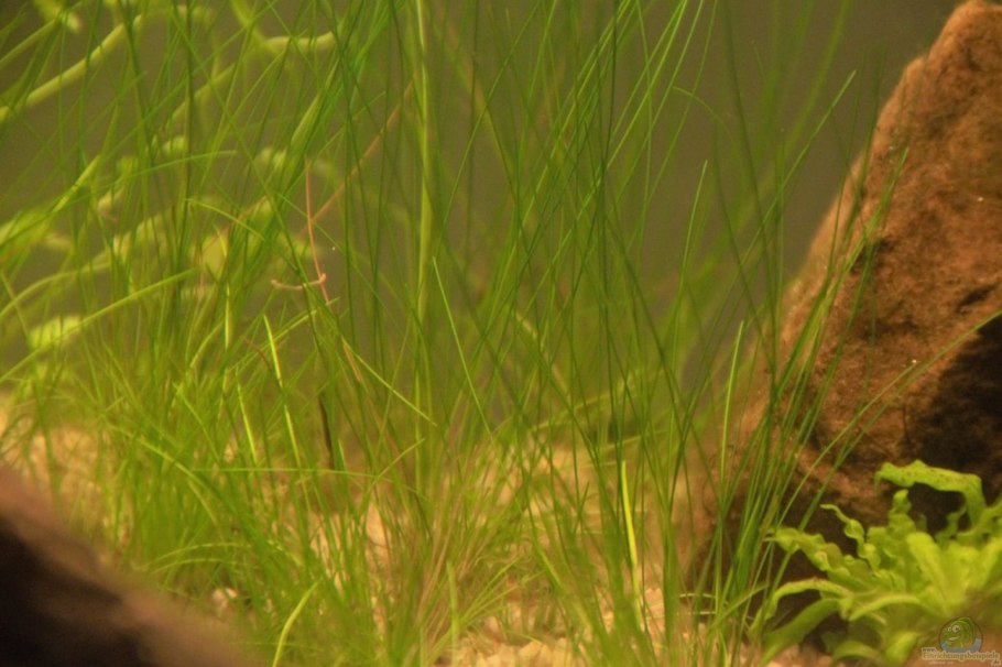 Ситняг карликовый