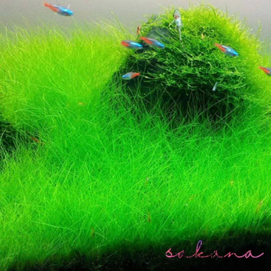 Элеохарис Ацикулярис (Eleocharis acicularis)