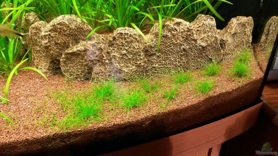 Eleocharis parvula мини/ элеохарис парвула "Mini"