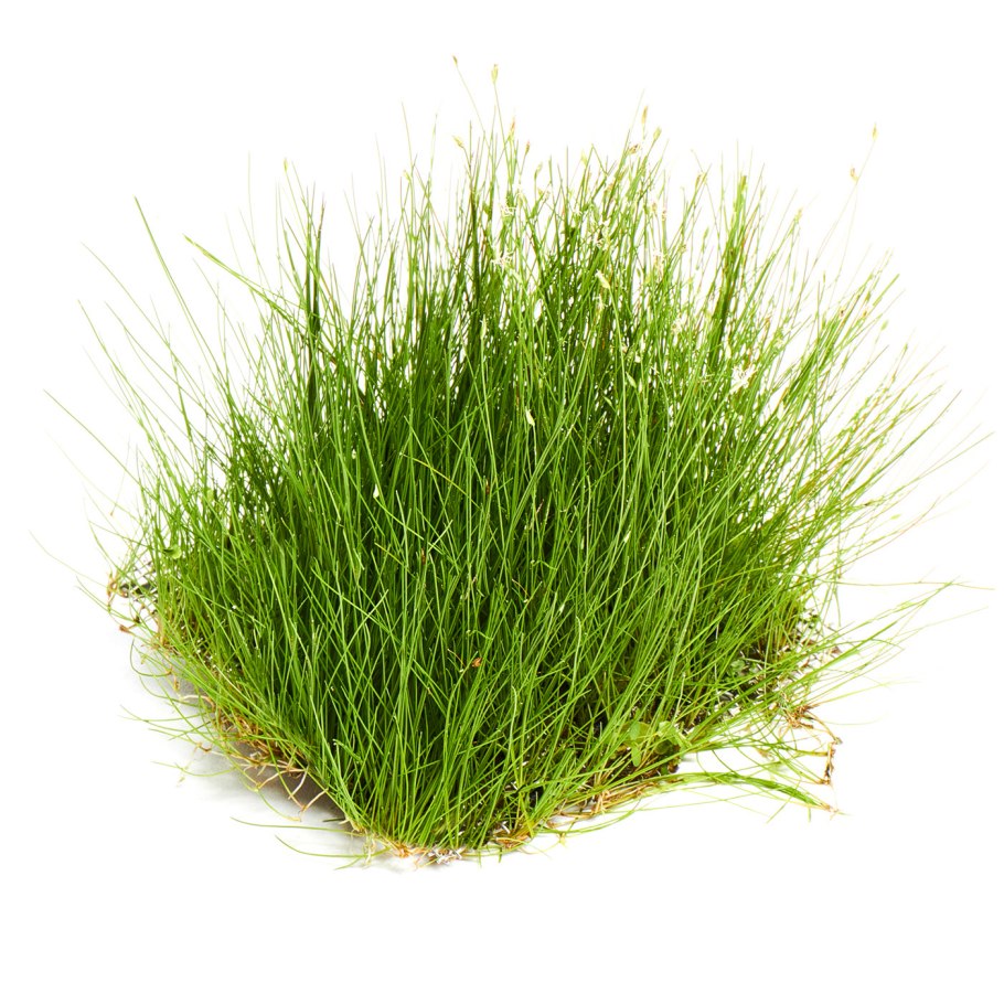 Ситняг (Eleocharis)