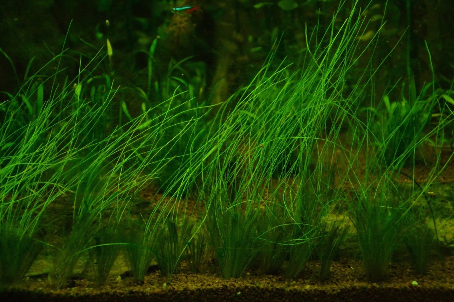 Элеохарис парвула акваскейп
