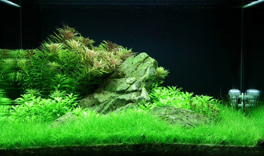 Мох элеохарис