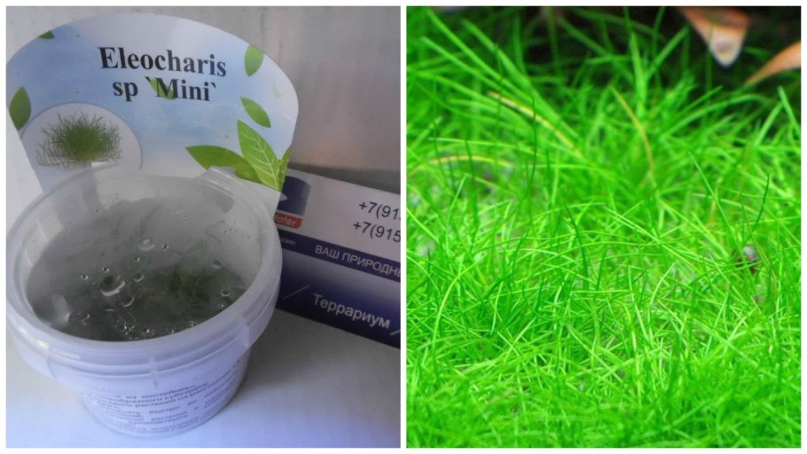 Bacopa caroliniana & Didiplis Diandra & Spiky Moss of Taiwan quarium grass Seeds, 100 Seeds