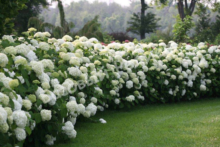 Клетра Хаммингбёрд