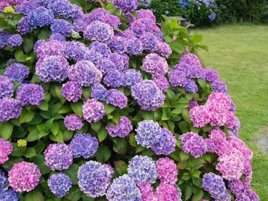 Рододендрон якушиманский