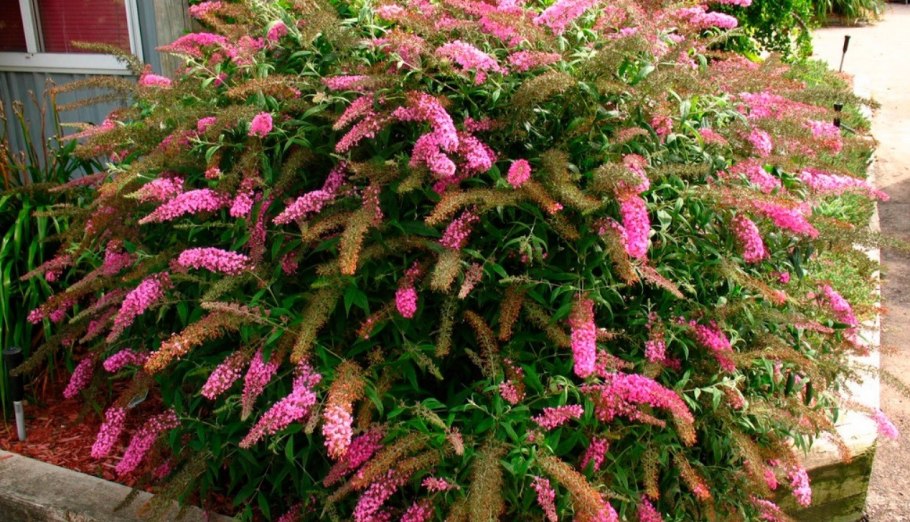 Будлея Пинк Делайт