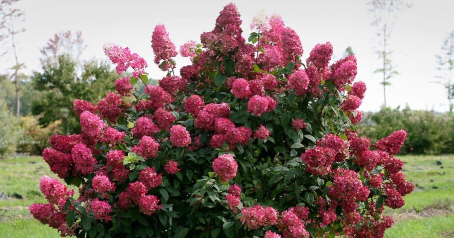 Гортензия метельчатая Ванилла