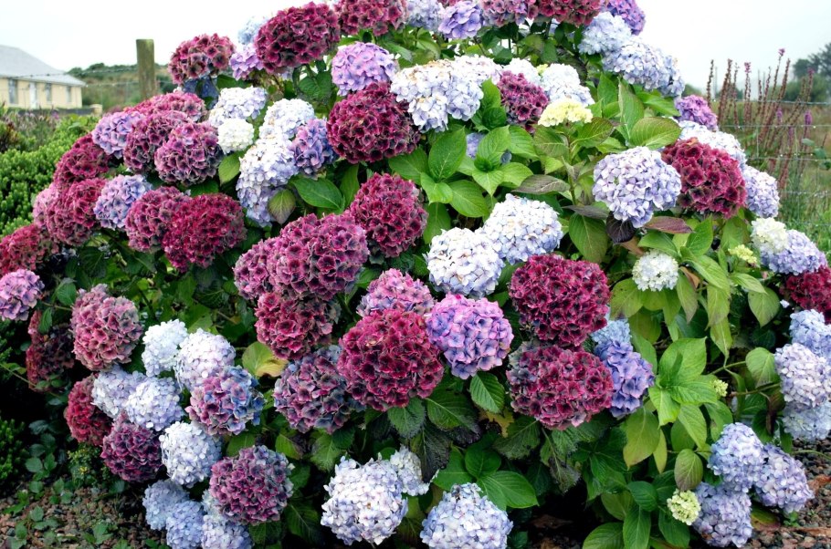 Спирея Вангутта (Spiraea vanhouttei)