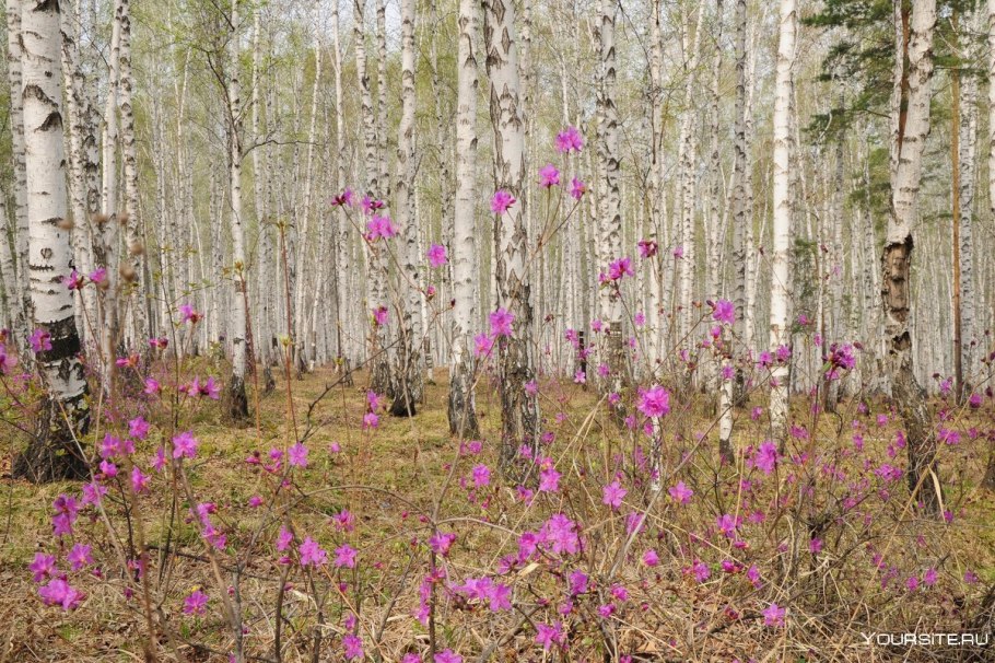 Рябина кустарниковая