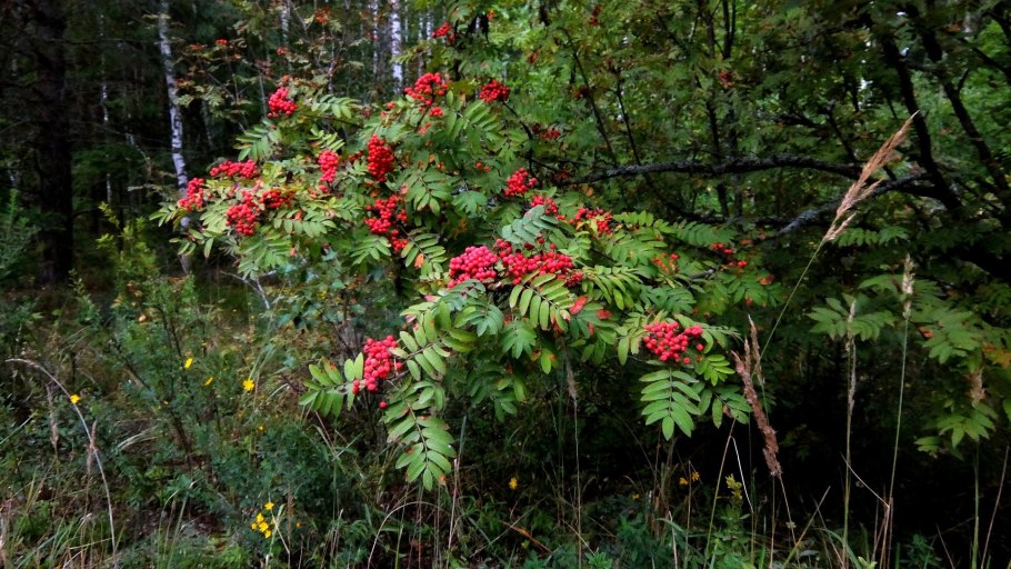 Травянисто кустарничковый ярус
