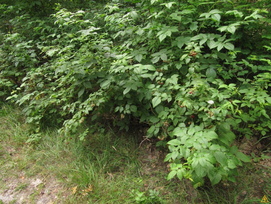 Черника миртолистная