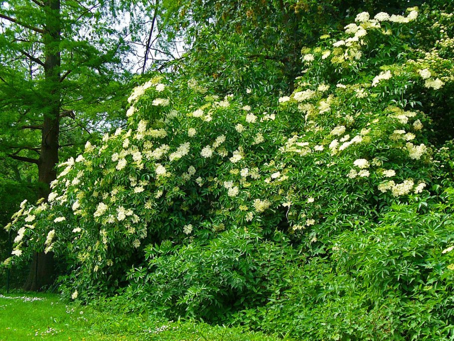 Бузина черная кустарник