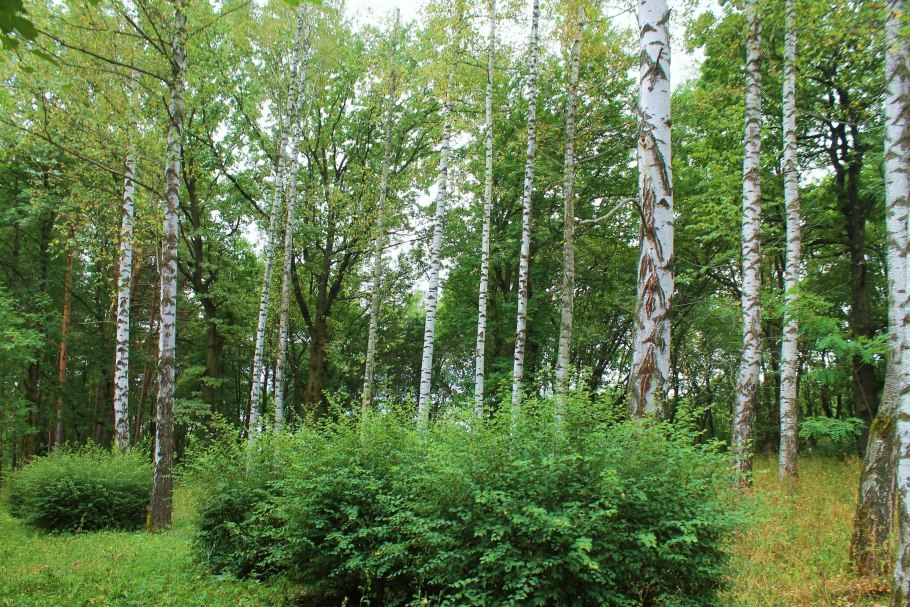 Лесные деревья и кустарники