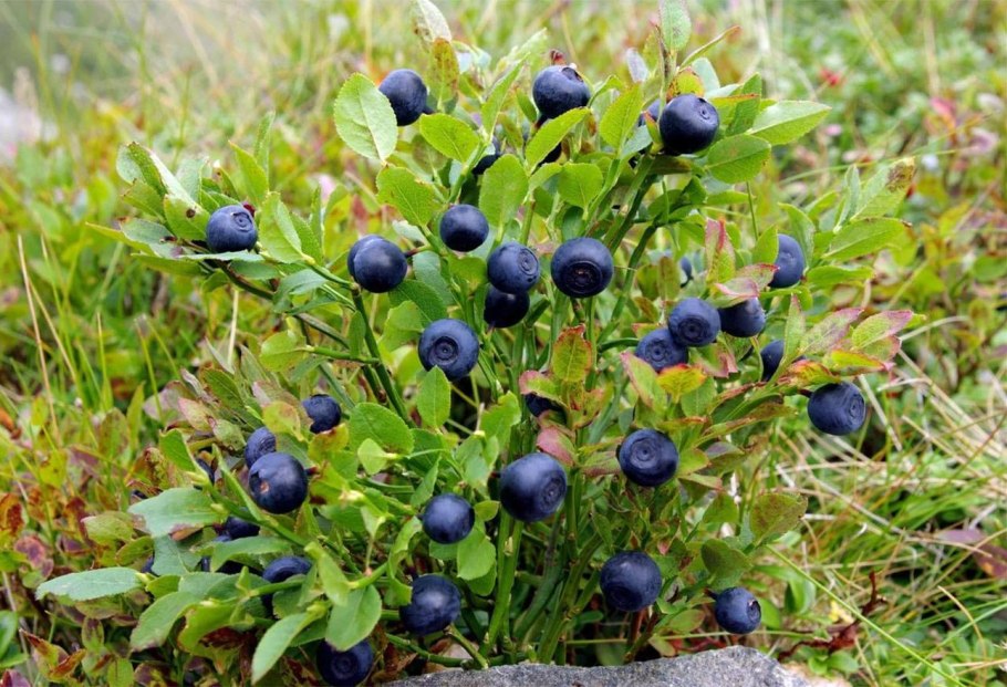 Поляна с деревьями