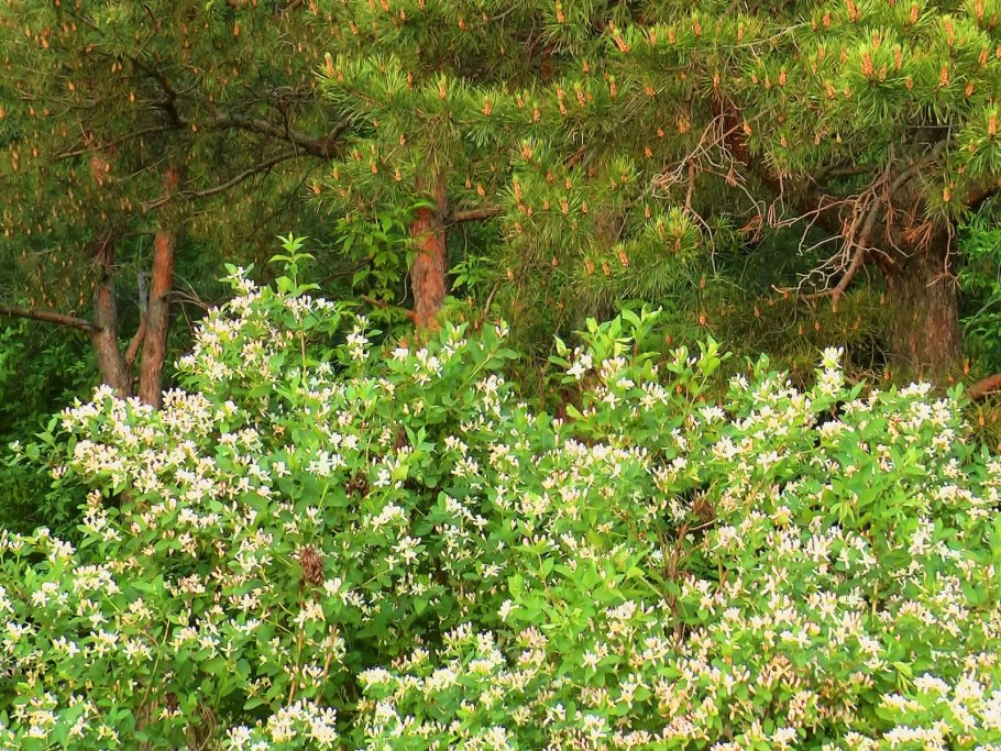 Боярышник кроваво-красный куст