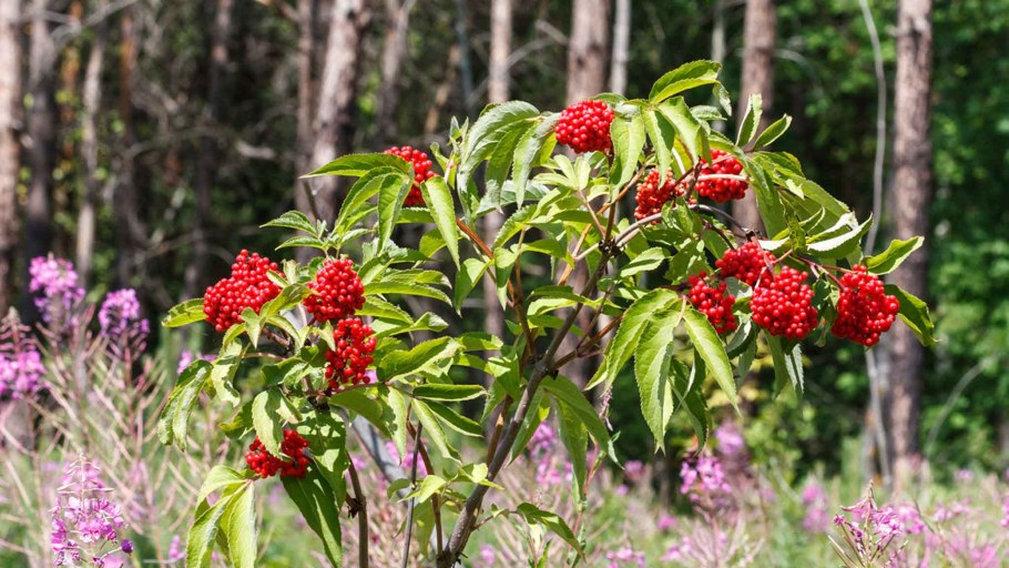 Хвойно-Лиственный лес Пригорье