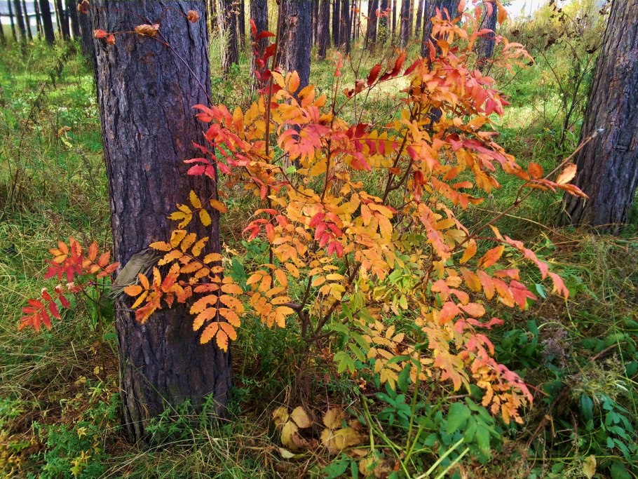 Кустарники в лесу