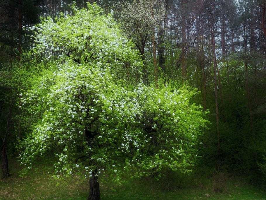 Бузина канадская (Sambucus canadensis)