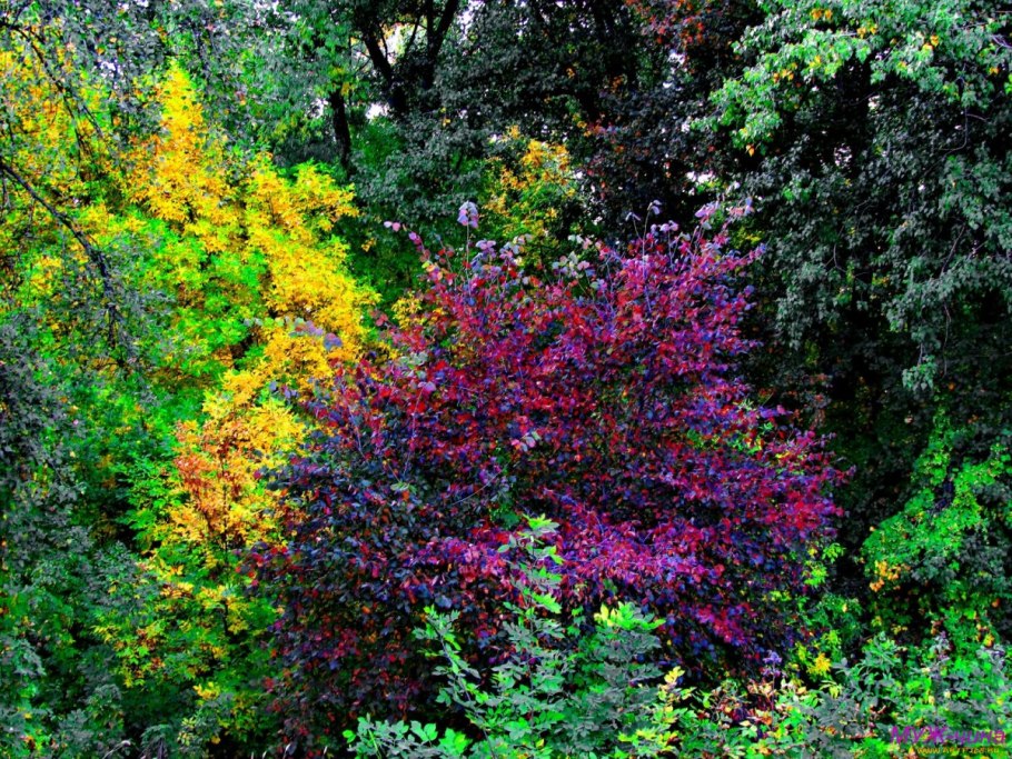 Лещина Колхидская