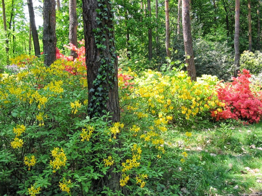 Широколиственный лес летний