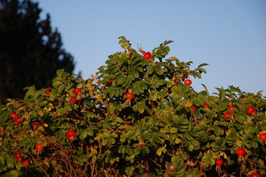 Вечнозелёные леса хвойные