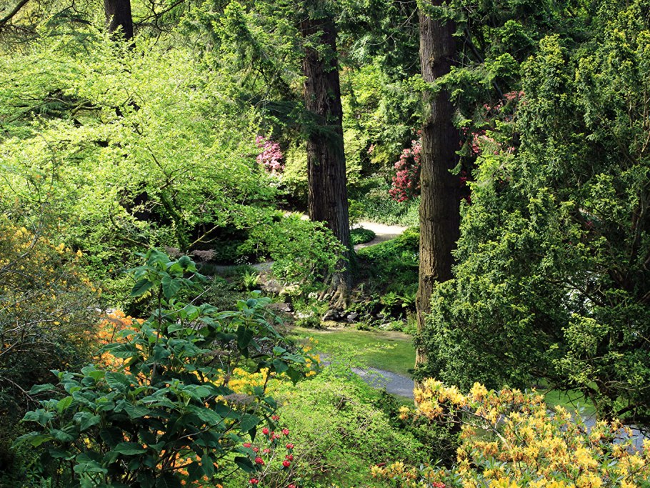 Дубовидная рябина